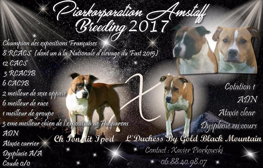 Piorkorporation Amstaff - American Staffordshire Terrier - Portée née le 24/04/2017