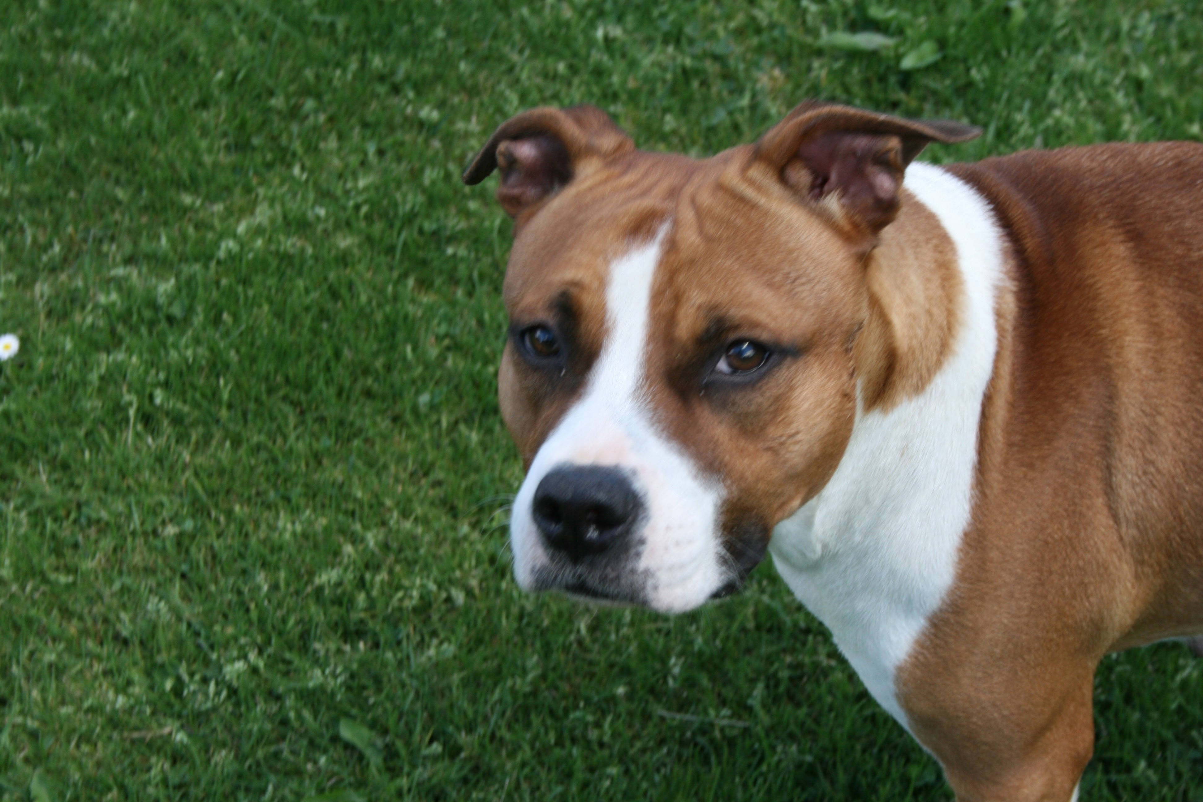 Little girl Piorkorporation Amstaff
