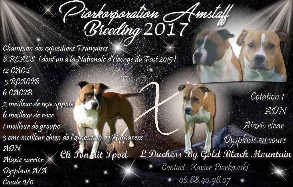Chiot American Staffordshire Terrier Piorkorporation Amstaff