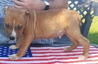 CHIOT