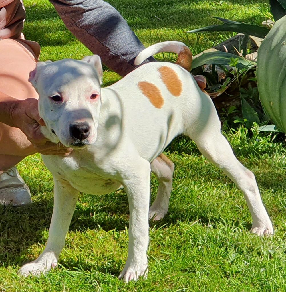 Piorkorporation Amstaff - American Staffordshire Terrier - Portée née le 19/12/2018